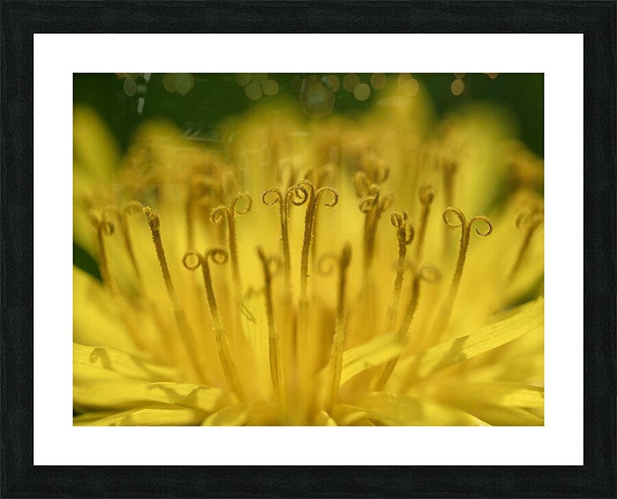 Dandelion Picture Frame print