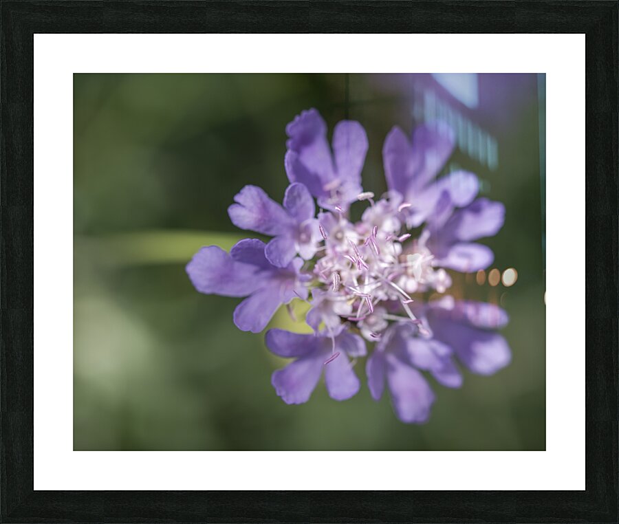 Fluttering Picture Frame print