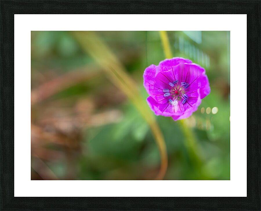Geranium Closeup Picture Frame print