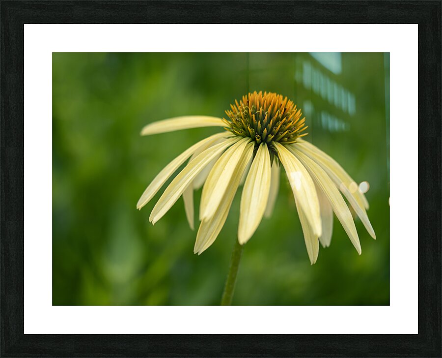 Yellow Echinacea Flower Picture Frame print