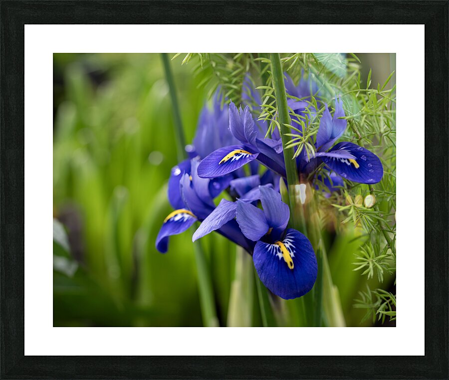 Velvet Blues Picture Frame print