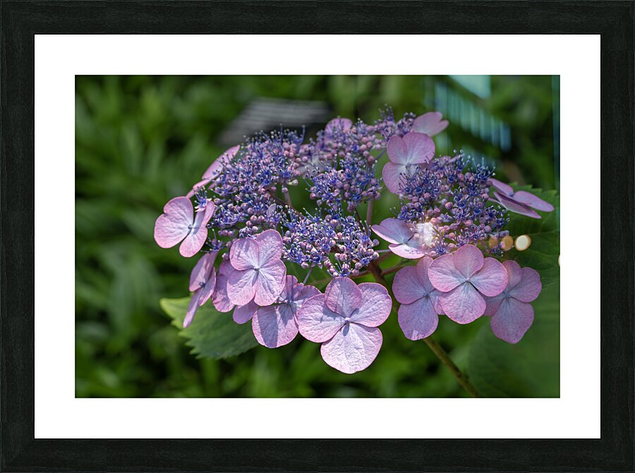 Penny Mac Picture Frame print