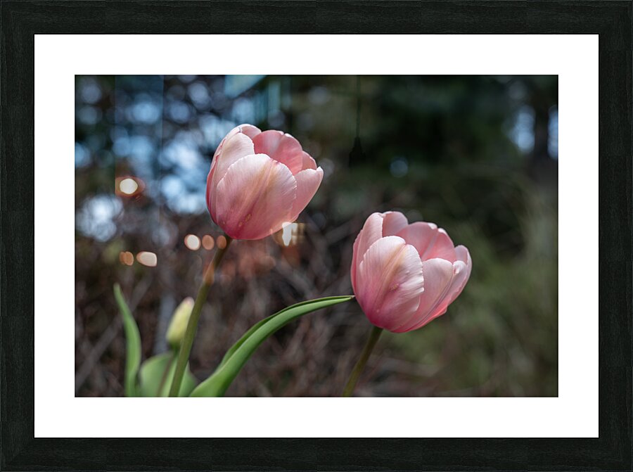Pink Tulip Harmony Picture Frame print