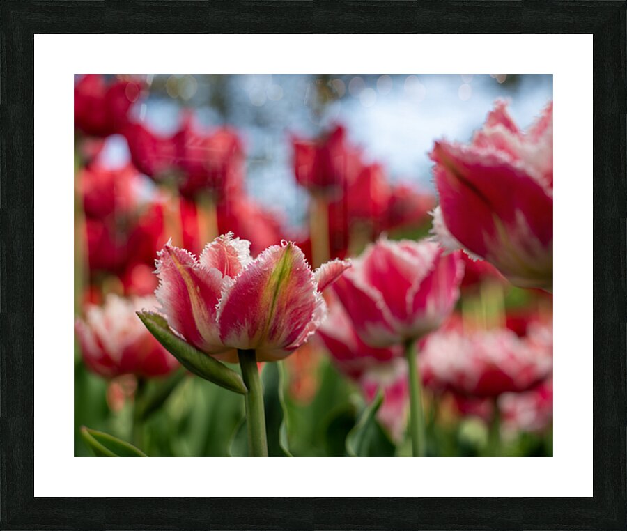  SBP7969 Picture Frame print