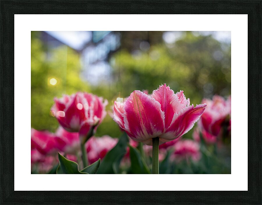  SBP7968 Picture Frame print