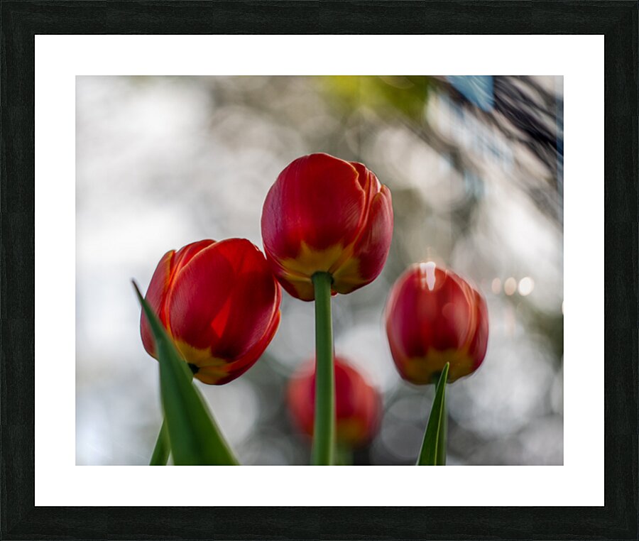  SBP8016 Picture Frame print