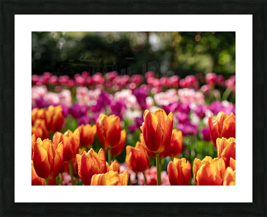 SBP6328 Picture Frame print