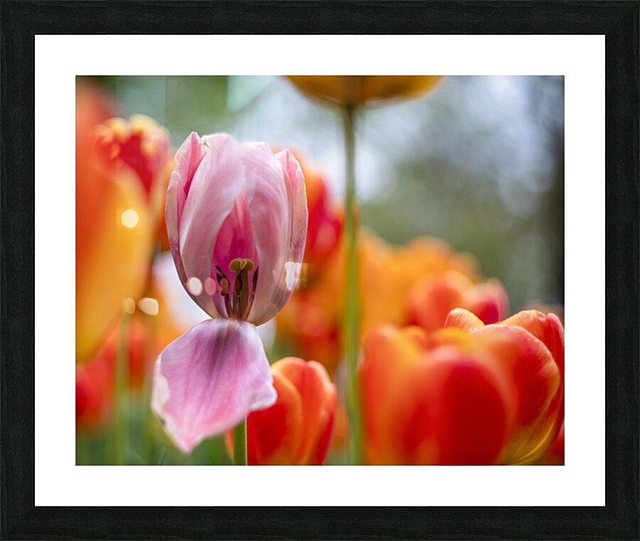 SBP5727 Picture Frame print