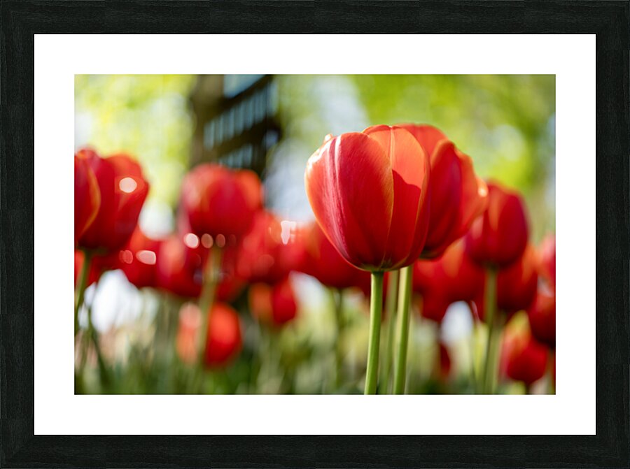 SBP6265 Picture Frame print