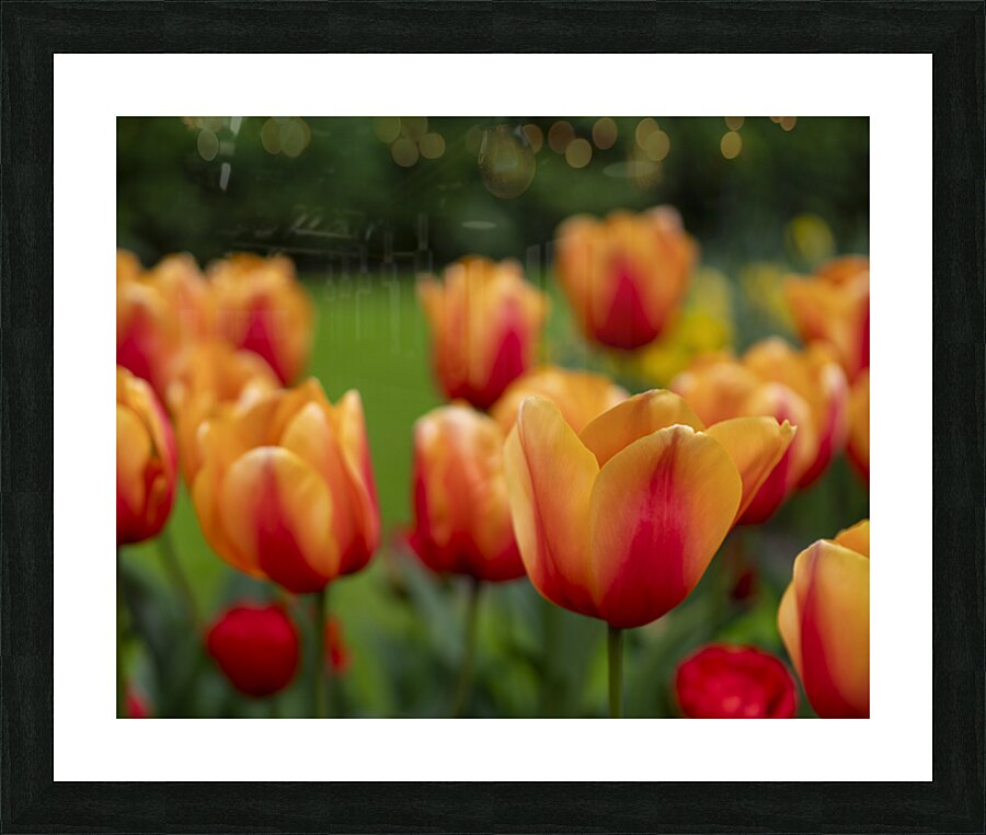 SBP5574 Picture Frame print