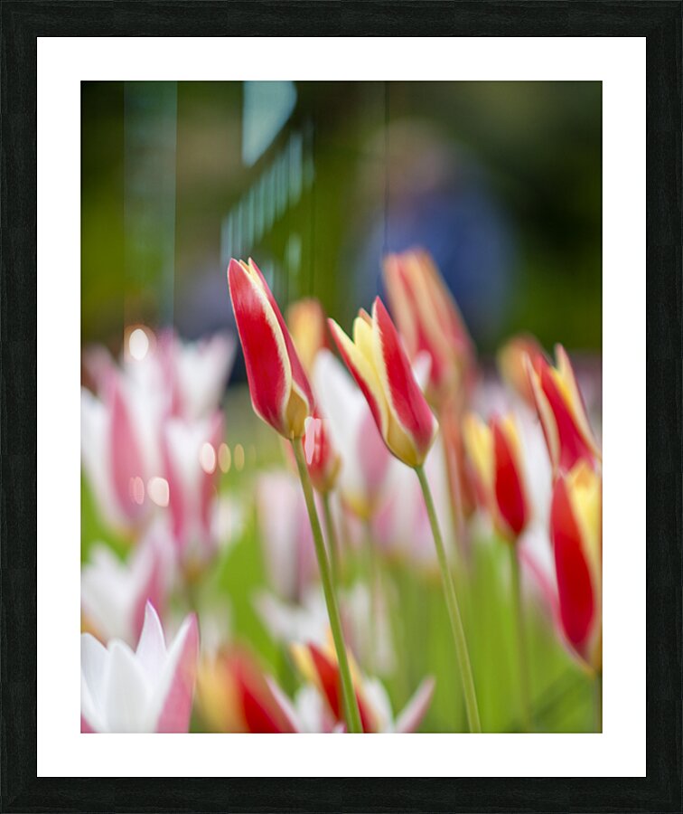 SBP5569 Picture Frame print