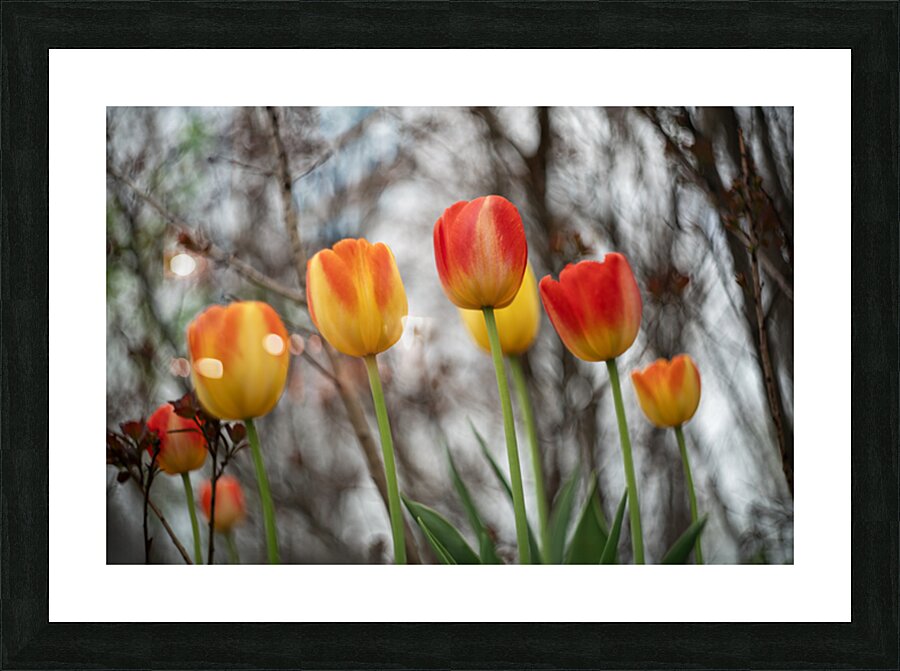 SBP8316 Picture Frame print