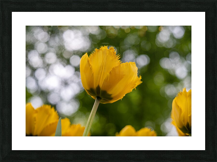 SBP5699 Picture Frame print