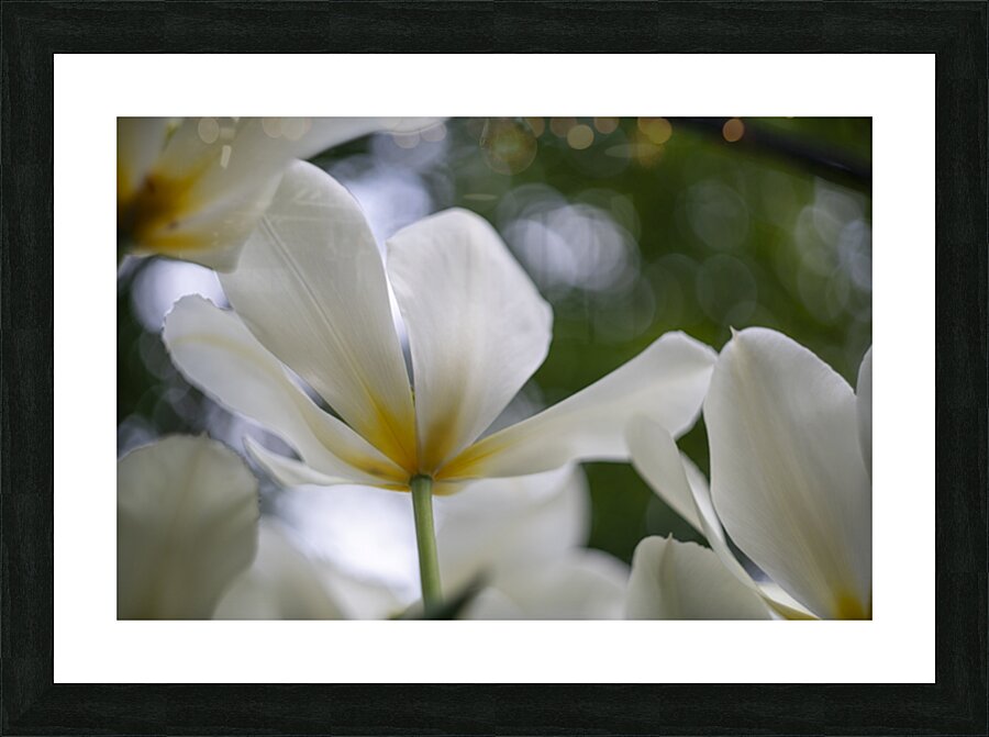 SBP5705 Picture Frame print