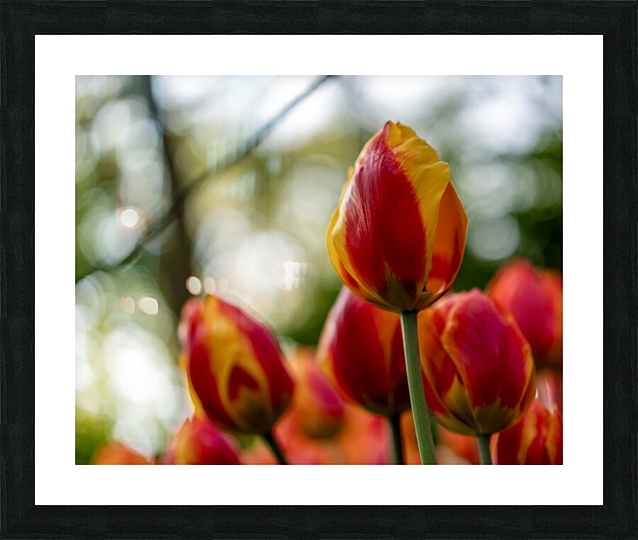 SBP6235 Picture Frame print