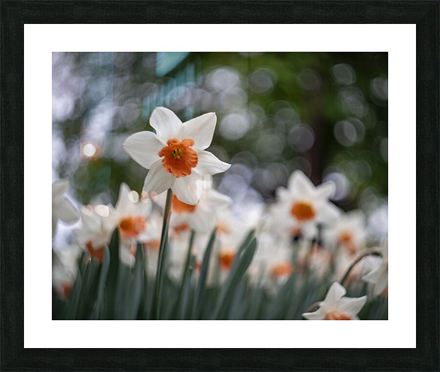 SBP5823 Picture Frame print