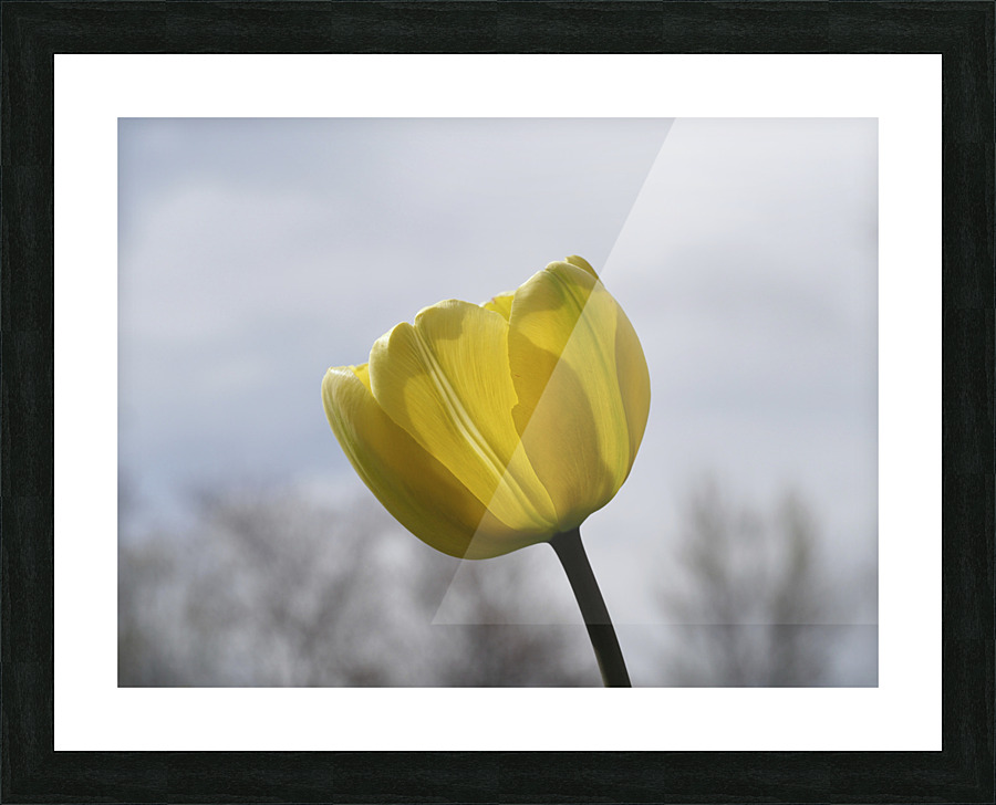 Alone Picture Frame print