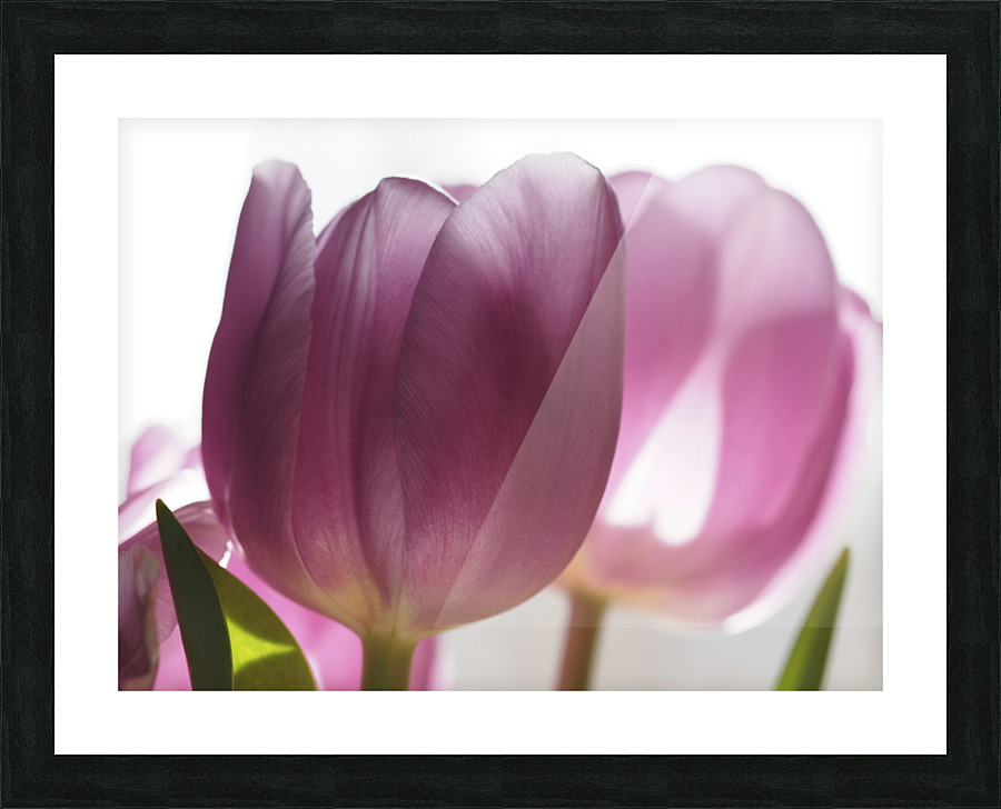 Pink Tulips Picture Frame print