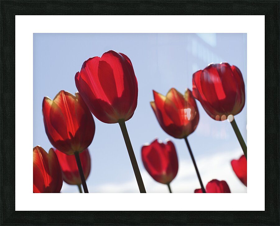 Red Tulips Picture Frame print