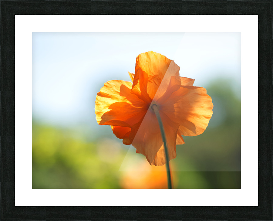 Poppy Burning Picture Frame print