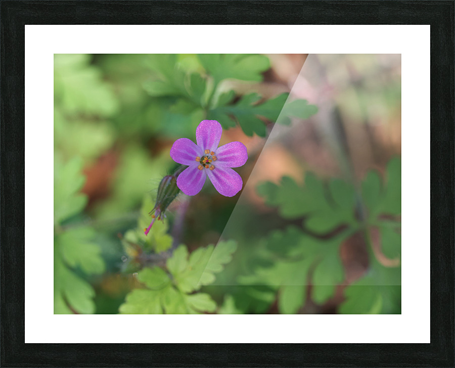 Little Robin Picture Frame print