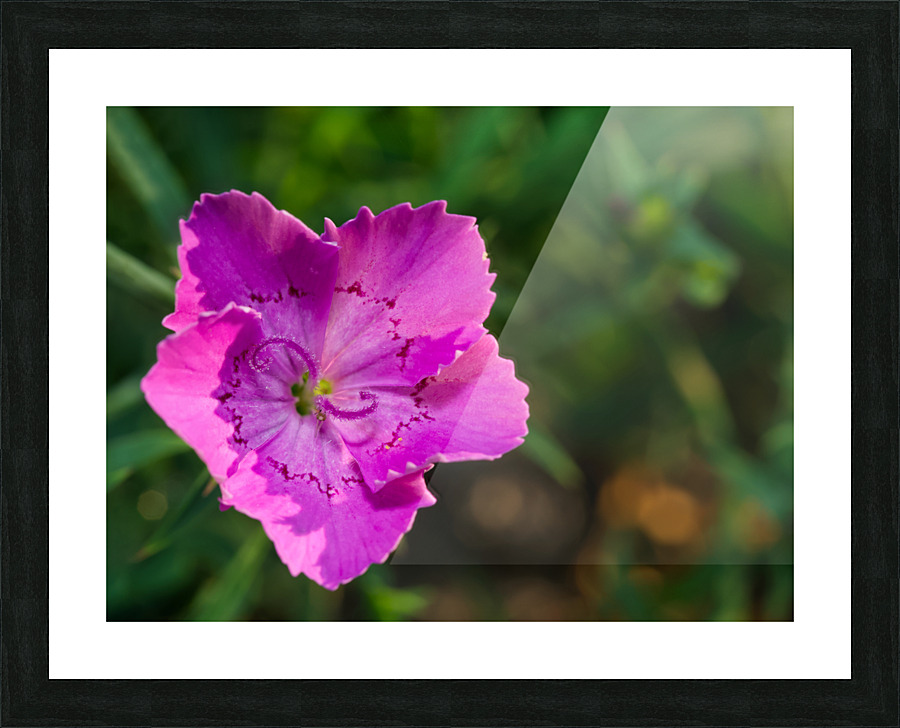 Maiden Pink Picture Frame print