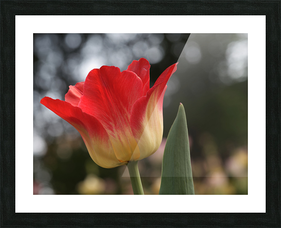 Happy One Picture Frame print