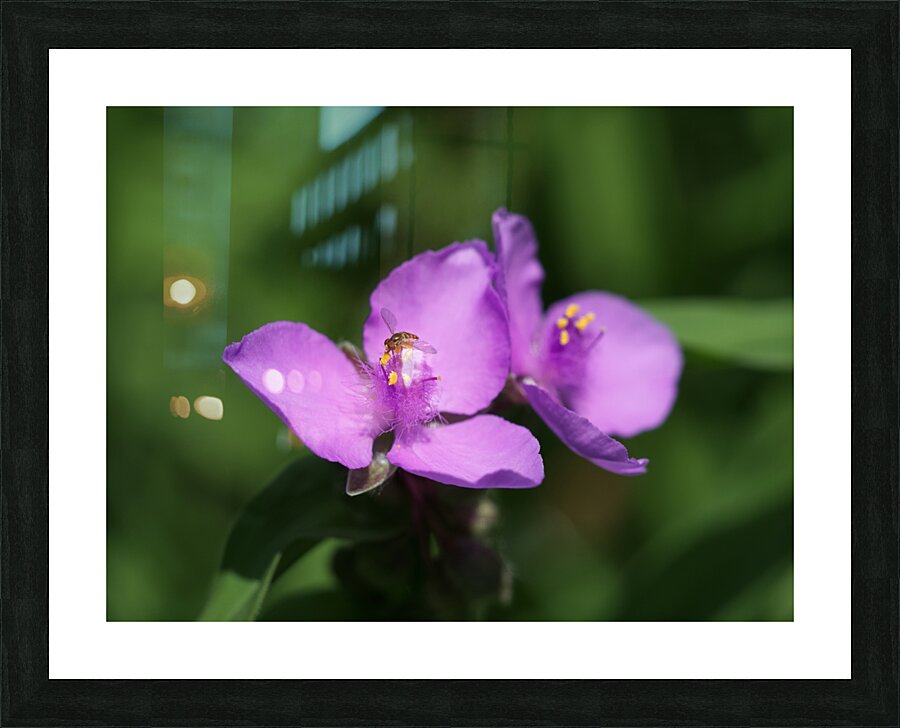 Visitor Picture Frame print