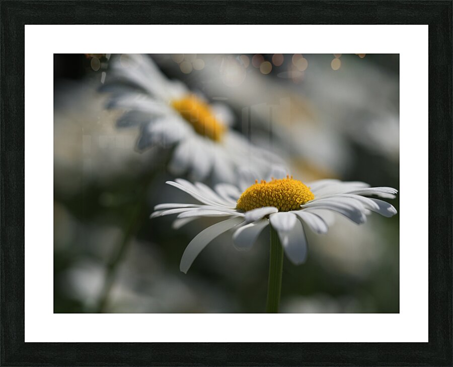 Marguerites Picture Frame print