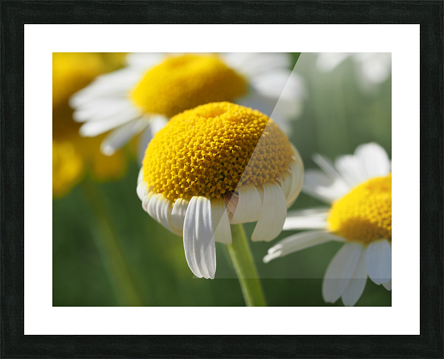 Chamomile Picture Frame print