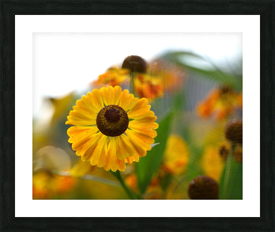 A Beautiful Day Picture Frame print