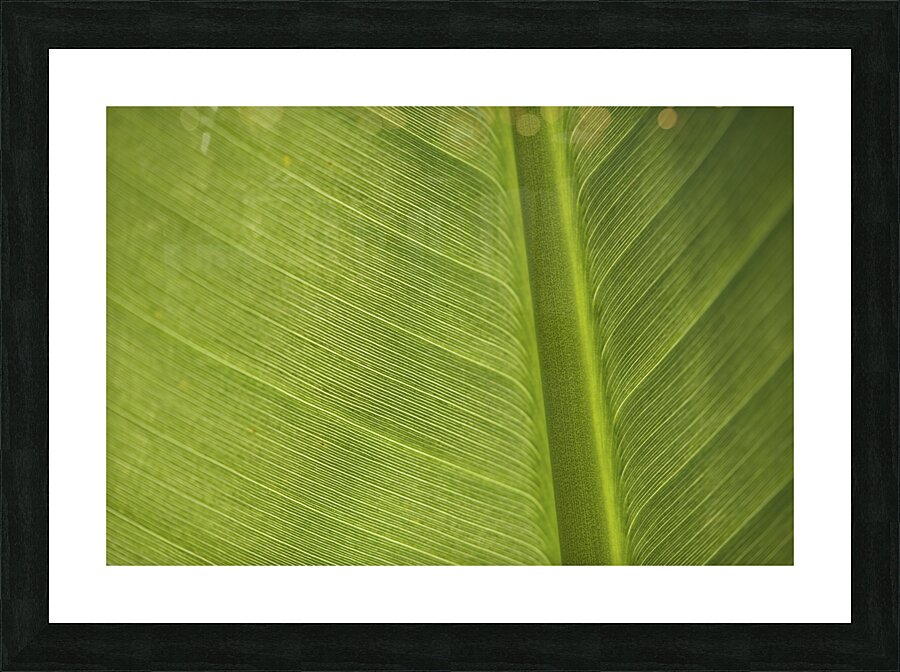 Some Leaf Picture Frame print