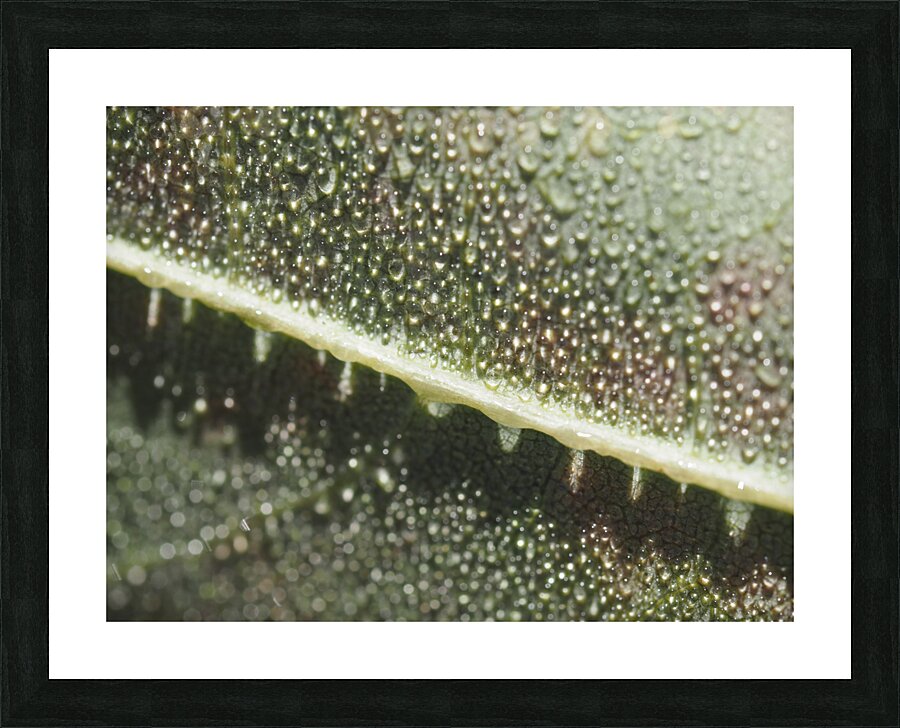 Leaf with Morning Dew Picture Frame print