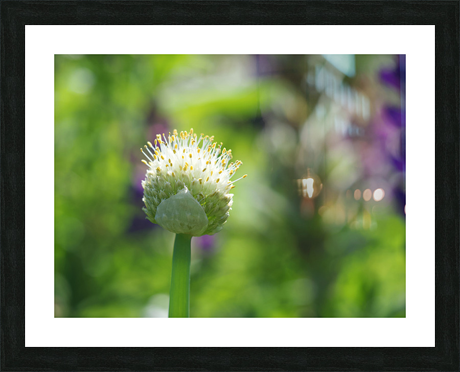 Pretty Onion Picture Frame print