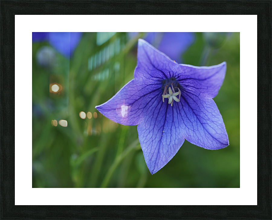 Balloon Flower Picture Frame print