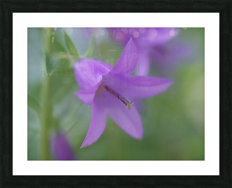 Purple Bell Picture Frame print
