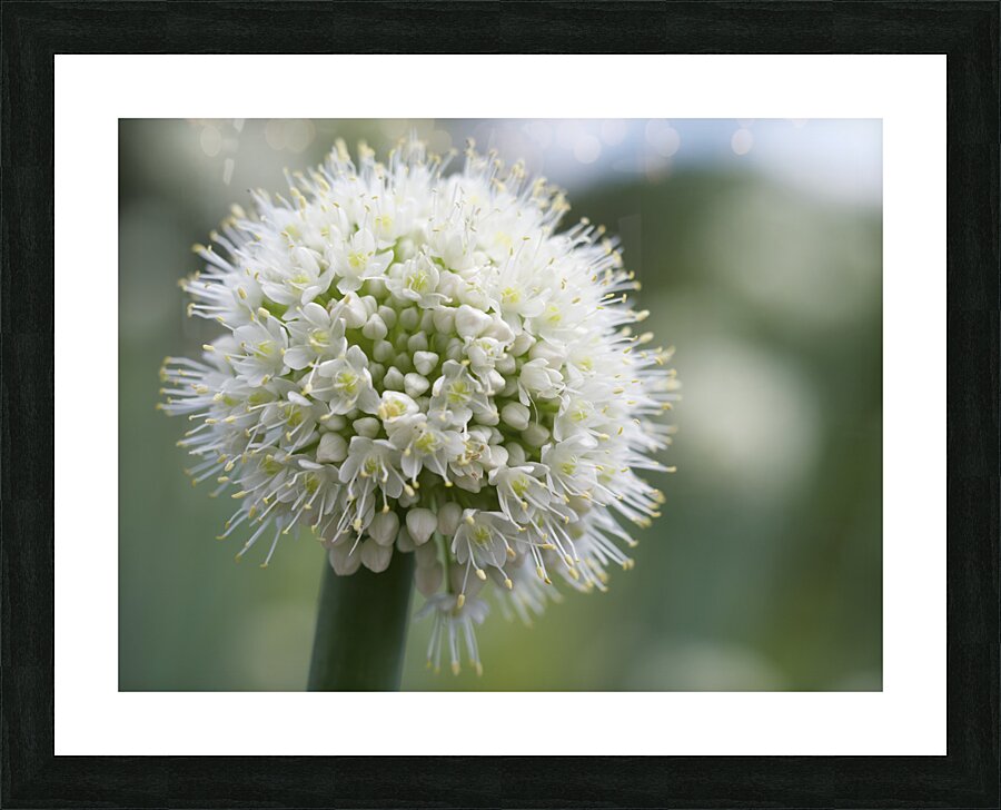 Allium Pskemense Picture Frame print