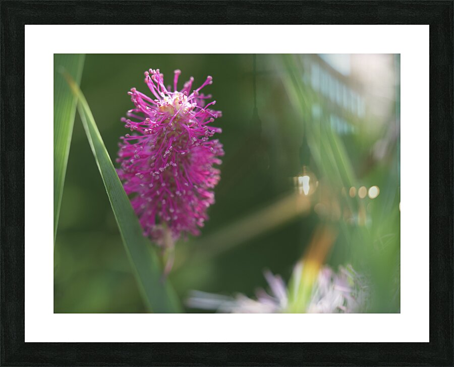 Lilac Squirrel Picture Frame print