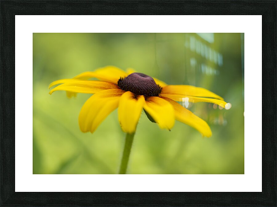 Brown Betty Picture Frame print