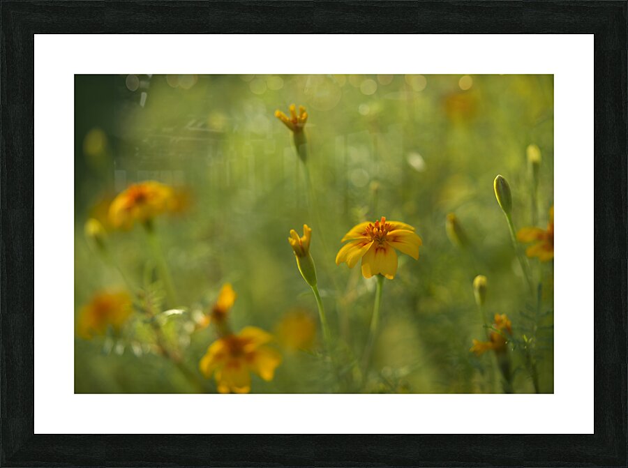 Field of Wild Marigolds Picture Frame print