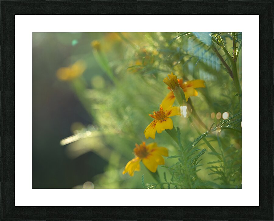 Wild Marigolds Picture Frame print