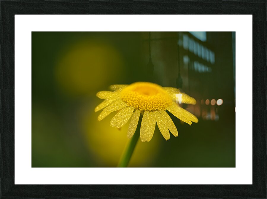 Golden One Picture Frame print