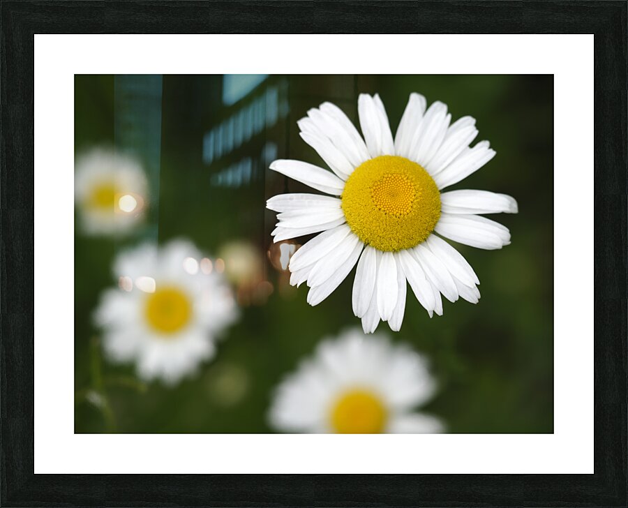 Common Daisies Picture Frame print