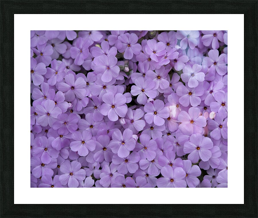 Pink Groundcover Picture Frame print