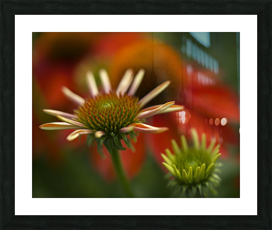 Budding Coneflowers Picture Frame print