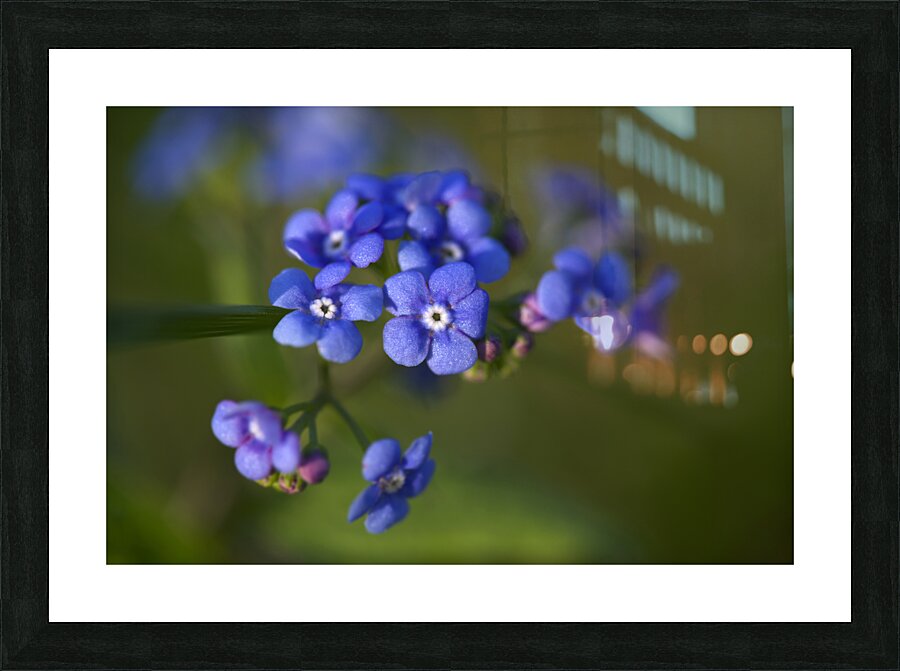 Beautiful in Blue Picture Frame print
