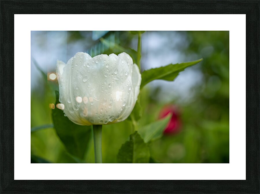 The Plumpy One Picture Frame print