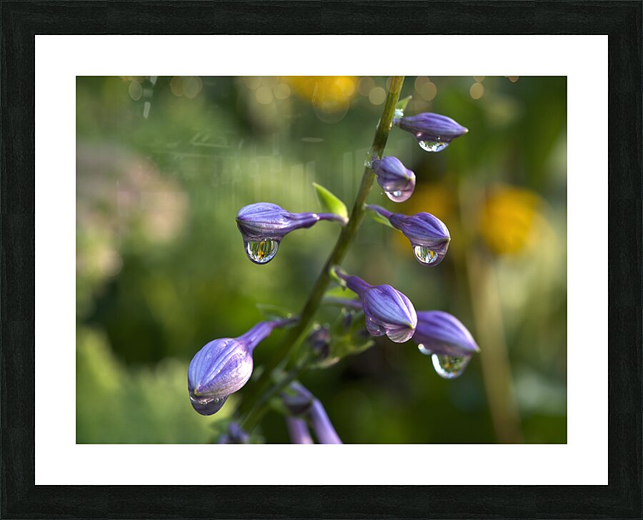 Rain Drops Picture Frame print