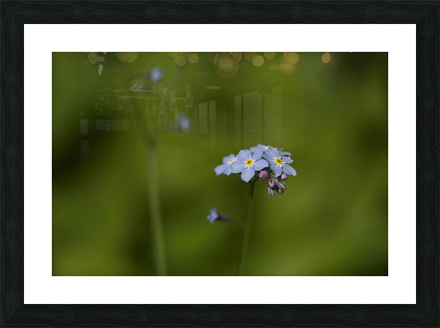 Tiny Blue Beauties Picture Frame print