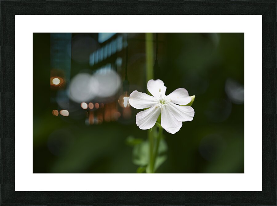 Catchfly Picture Frame print